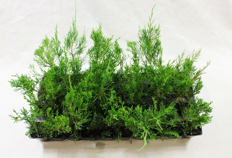 Brodie Juniper 4 Live Plants Etsy