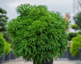 Cryptomeria japonica 'Globosa Nana'