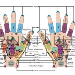 Hand Reflexology Chart | Acupuncture Chart | Hand Massage | Anatomy | Poster | Medspa | Digital Download