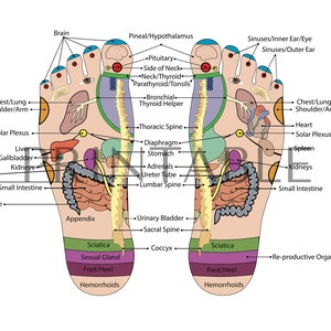 Voetreflexologiekaart | Voetenacupunctuurkaart | Voetmassage | Voetanatomie | Affiche | Medspa | Digitaal downloaden