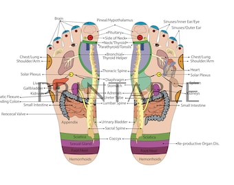 Tabla de reflexología podal: Acupuntura y masaje de pies (descarga digital)