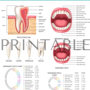 Tooth Anatomy Chart | Printable Tooth Art | Tooth Anatomy | Poster | Medspa | Digital Download | Tooth Decor | Lost Tooth Tracker