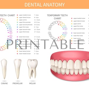 Gráfico de anatomía dental / Arte dental imprimible / Anatomía dental / Póster / Medspa / Descarga digital / Decoración dental / Rastreador de dientes perdidos