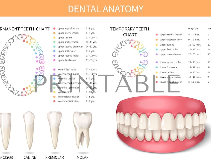Progression of Tooth Decay Chart - Etsy Canada