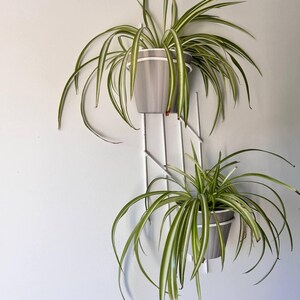 Op de afbeelding: Twee graslelies in grijze potten met witte randen, hangend aan een witte metalen wandplantenhouder. De planten hebben lange, groen-wit gestreepte bladeren, wat een frisse, natuurlijke uitstraling geeft.