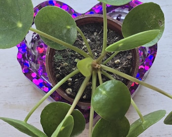 ハート柄の植木鉢 | 多肉植物プランター - Etsy 日本