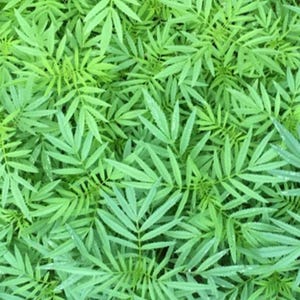 Può includere: Vista dall'alto di una fitta collezione di foglie di calendula verde brillante. Le foglie sono lunghe, sottili e hanno un aspetto piumato, creando un motivo strutturato e naturale. L'immagine è piena di un vivace fogliame verde, che mostra la lussureggiante della pianta.