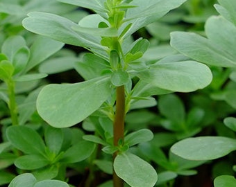 Green Purslane Seeds | Heirloom | Herb | Organic