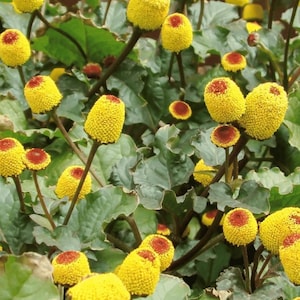 Peut inclure: Gros plan sur une plante avec de nombreuses petites fleurs jaunes et piquantes. Les fleurs ont un centre rouge et sont regroupées sur des tiges vertes.