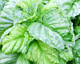 Lettuce Leaf Basil Seeds