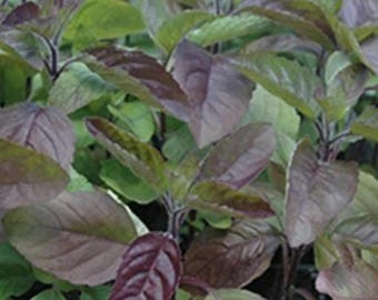 Sementes de manjericão sagrado de folha vermelha (tulsi)