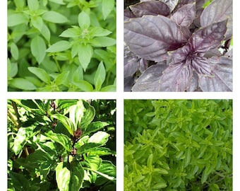 Artisan Basil Mix | Seeds