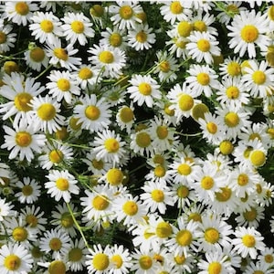 May include: A field of white daisies with yellow centers. The flowers are in full bloom and are growing in a lush green field.