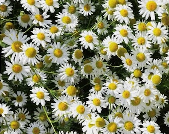 Nasiona rumianku niemieckiego | Odmiany heirloom