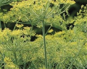 Bouquet Dill Seeds | Organic | Heirloom