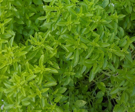 Spicy Globe Bush Basil Seeds | Heirloom | Herb | Organic