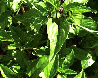 Thai Basil Seeds | Heirloom