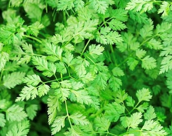 Winter Chervil Seeds | Heirloom | Herb