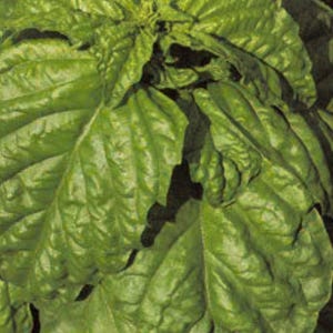 Op de afbeelding: Close-up van verse, levendige groene basilicumbladeren. De bladeren zijn groot, getextureerd en vertonen een gezonde, weelderige uitstraling. De afbeelding benadrukt de natuurlijke schoonheid en details van de basilicumplant, perfect voor culinair gebruik.