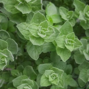 May include: A close-up of a patch of green oregano leaves. The leaves are arranged in a cluster, with some leaves overlapping others. The leaves are a vibrant green color and have a slightly fuzzy texture.