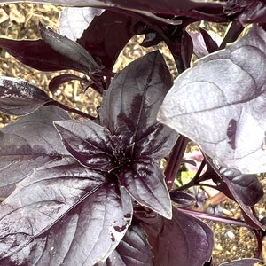May include: Close-up of a purple basil plant with dark green leaves. The leaves are arranged in a spiral pattern and have a glossy finish.