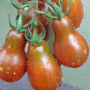 Chocolate Pear Tomato Seeds | Organic