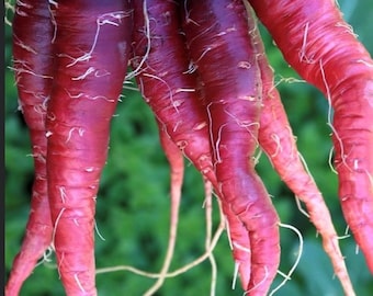 Semi di carota viola cosmica / biologici