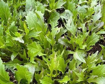 Semillas de Mizuna / Heirloom