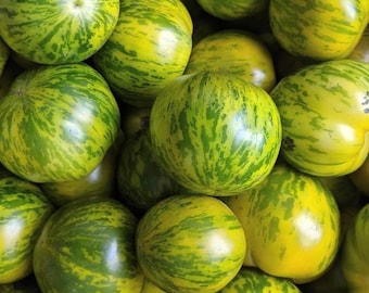 Semi di pomodoro Green Zebra / Biologici