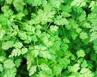 Winter Chervil Seeds | Heirloom | Herb