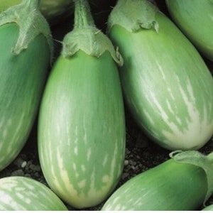 Masego Aubergine | Erbstück