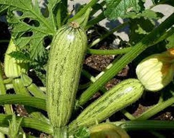 Caserta Zucchini Seeds | Heirloom | Organic