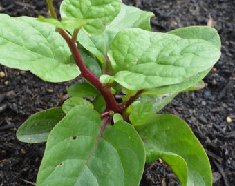 Semillas de espinaca malabar roja / reliquia
