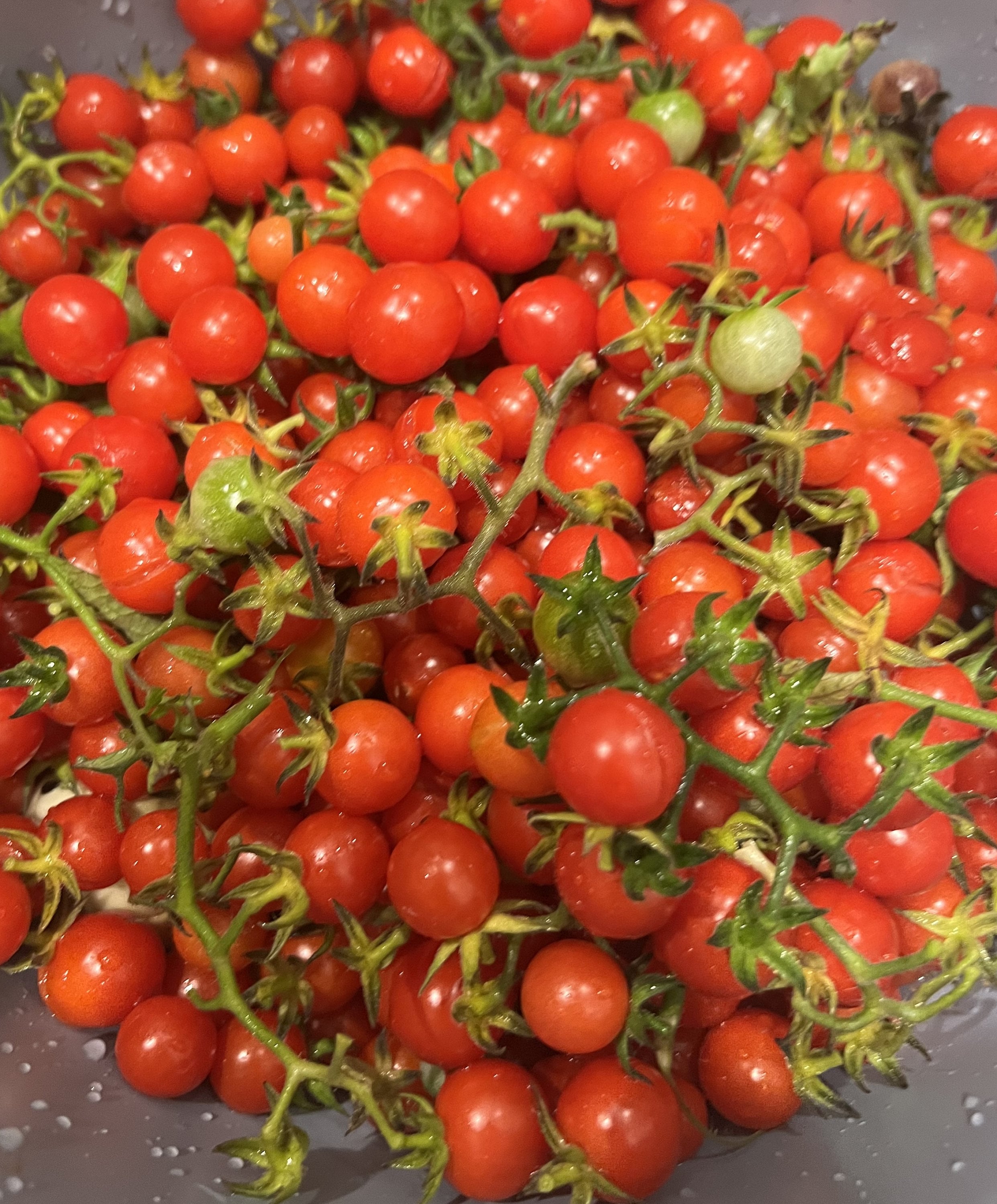 Everglades Tomato Seeds | Heirloom