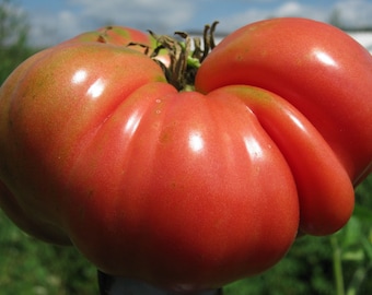 Mortgage Lifter Tomato Seeds | Heirloom