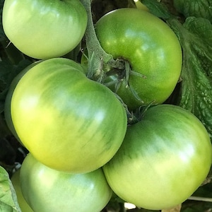 Dwarf Beryl Beauty Tomato Seeds
