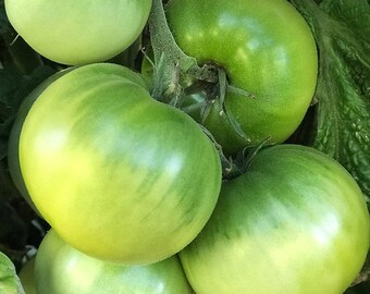 Dwarf Beryl Beauty Tomato Seeds