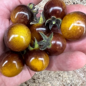 Indigo Gold Berries Tomato Seeds | Organic