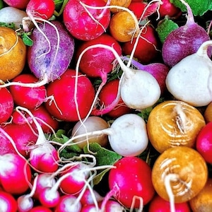 Rainbow Radish Mix | Seeds