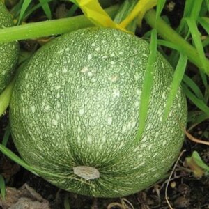 Round Zucchini Seeds