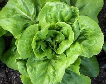 May include: A close-up of a head of green lettuce with ruffled leaves.