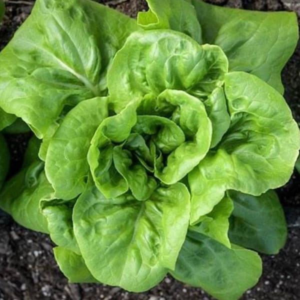 Buttercrunch Butterhead Lettuce Seeds | Heirloom | Organic