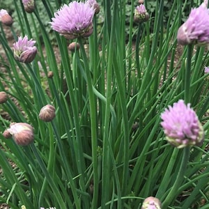 Common Chives Seeds | Heirloom