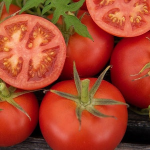 Silvery Fir Tree Tomato Seeds | Heirloom