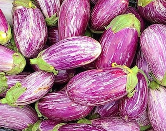 Shooting Stars Eggplant Seeds | Heirloom