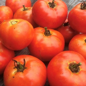 Campbell&#39;s 146 Tomato Seeds | Heirloom | Organic
