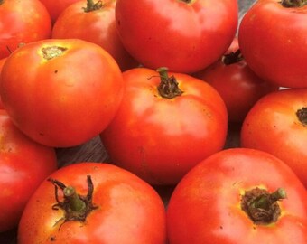Campbell's 146 Tomato Seeds | Heirloom | Organic