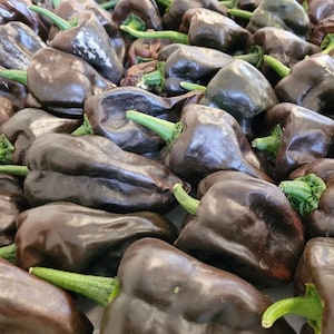 Chilhuacle Negro Pepper Seeds | Hot | Heirloom | Organic