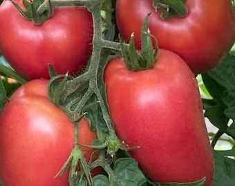 Semillas de tomate Ballet de Melanie enana