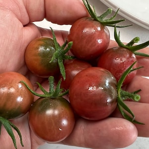 Black Cherry Tomato Seeds | Heirloom | Organic